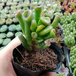 ống điếu giá sỉ