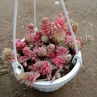 sedum hoa hồng pháp