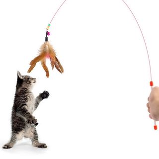 Đồ chơi cần câu cho mèo