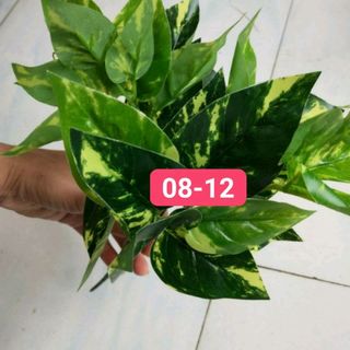 CÂY TRANG TRÍ HỌA TIẾT TƯỜNG CỎ