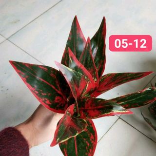 CÂY TRANG TRÍ HỌA TIẾT TƯỜNG CỎ