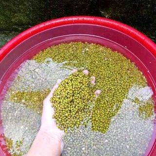 ngủ cốc lợi sữa