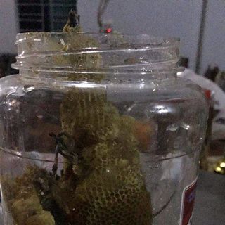 mật ong rừng