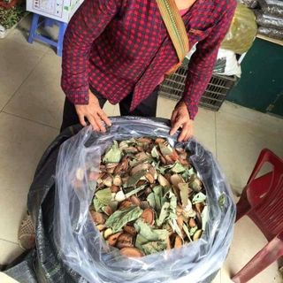 lá tắm sau sinh của người Dao Đỏ