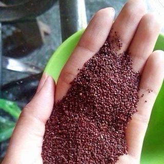 Ngũ hoa hạt - Hạt đình lịch