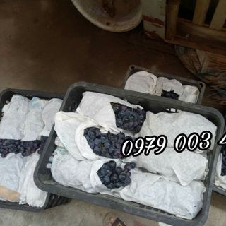 Nho đen Mông Tự