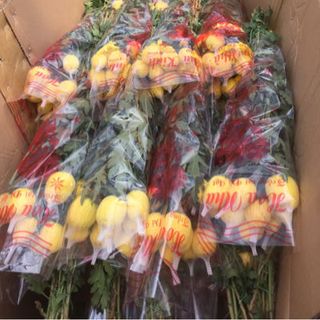 Chuyên Sỉ Bông Cúc Đại Đoá Tại Vườn Đà Lạt