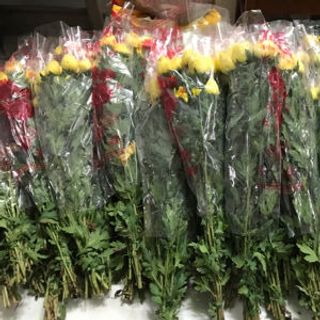 Chuyên Sỉ Bông Cúc Đại Đoá Tại Vườn Đà Lạt