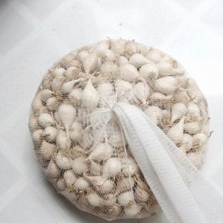 TỎI CÔ ĐƠN LÝ SƠN