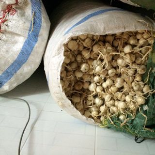 TỎI CÔ ĐƠN LÝ SƠN