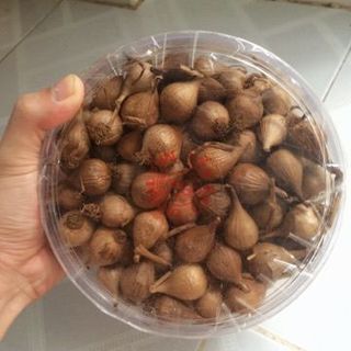 TỎI CÔ ĐƠN LÝ SƠN