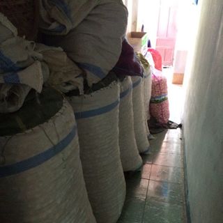 TỎI CÔ ĐƠN LÝ SƠN