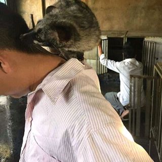 cà phê chồn nhân