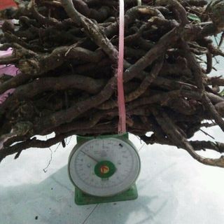 sâm cau đỏ sâm cau đen đẳng sâm ba kích mật ong hà thủ ô thất diệp nhất chi hoa sâm đá