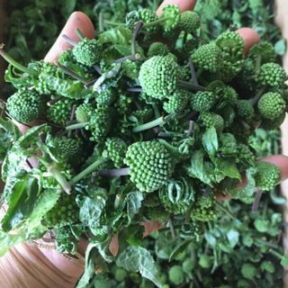sâm cau đỏ sâm cau đen đẳng sâm ba kích mật ong hà thủ ô thất diệp nhất chi hoa sâm đá
