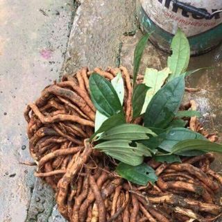 sâm xuyên đá rừng