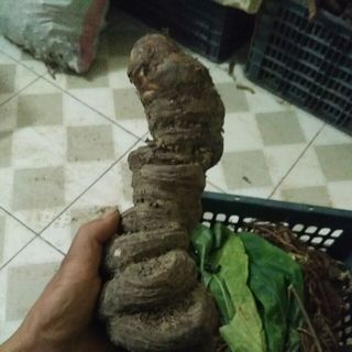 sâm Thất diệp nhất chi mai