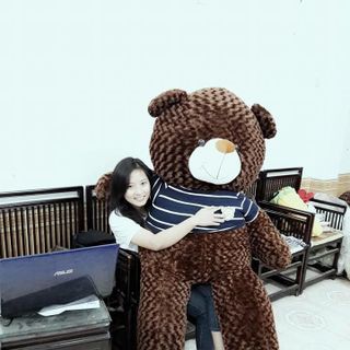 Gấu Bông Teddy Khổ vải 16m cao 14m giá sỉ