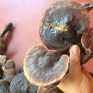 nấm lum xanh rừng