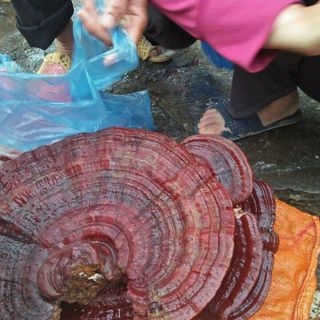 nấm lum xanh rừng