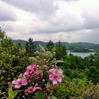 quả sim rừng tươi khô