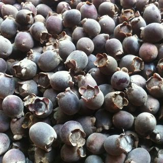 quả sim rừng tươi khô