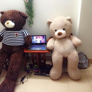 Gấu Bông Teddy Khổ vải 2m cao 18m