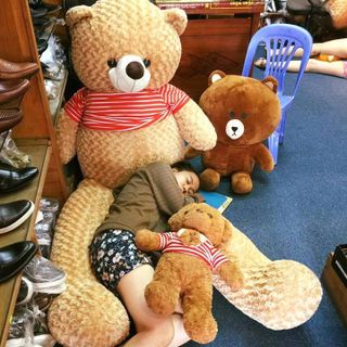 Gấu Bông Teddy Khổ vải 2m cao 18m màu vàng mật ong