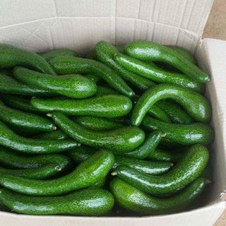 Bơ sáp giống 034