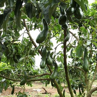 Bơ sáp giống 034