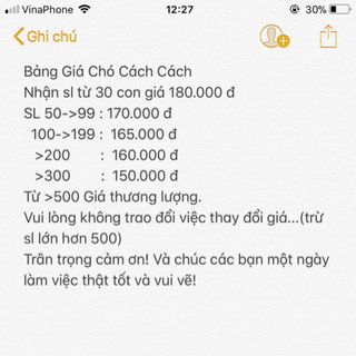 Mèo Chó cách cách