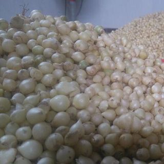 Hành Tăm củ nén