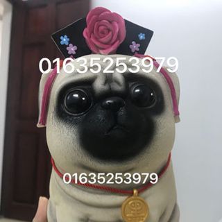 Mèo Chó cách cách