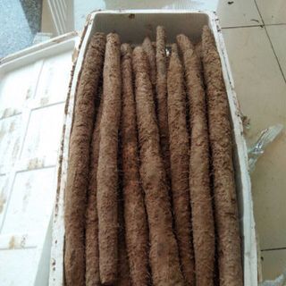 củ mài hoài sơn tươi
