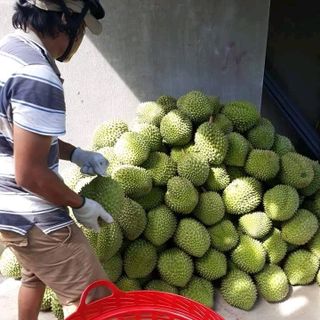 Sầu Riêng