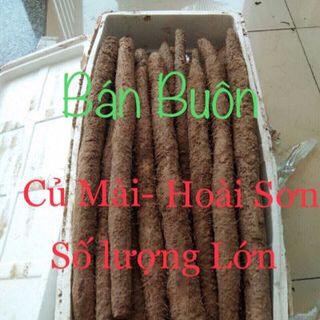 củ mài tươi hoài sơn tươi