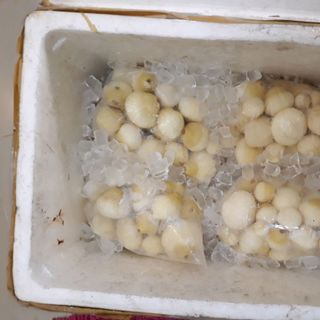 mộng dừa
