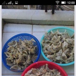 TỔ YẾN
