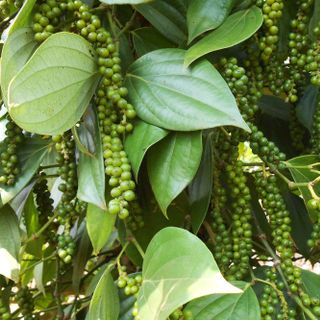 TIÊU NGÀO ĐƯỜNG - SÁNG LỢI - ĐẶC SẢN PHÚ QUỐC