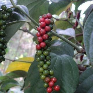 Muối Hồng Tiêu - Đặc Sản Phú Quốc