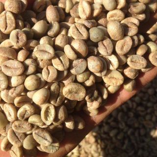 Sỉ Cà phê Robusta Rang MỘC/Xay Nguyên Chất Dòng PREMIUM