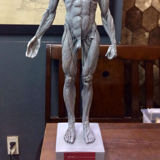 tượng anatomy chuẩn từ Đưc giá sỉ