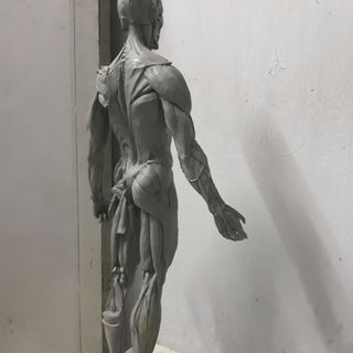 tượng anatomy chuẩn từ Đưc