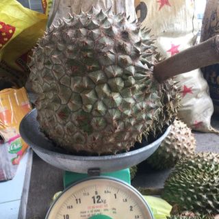 Sầu riêng Thailan hạt lép