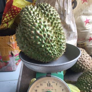 Sầu riêng Thailan hạt lép