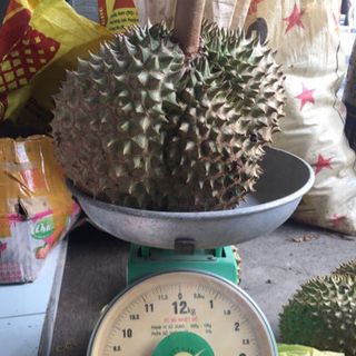 Sầu riêng Thailan hạt lép
