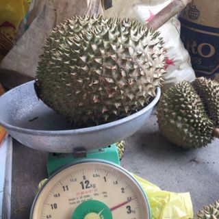 Sầu riêng Thailan hạt lép