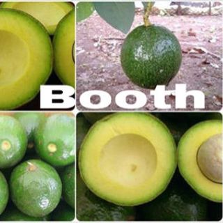 Bơ Booth Di Linh