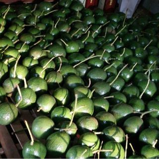 Bơ Booth Di Linh