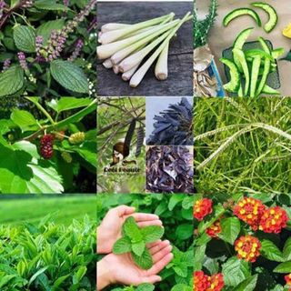 Túi lọc gội đầu Reel Beaute